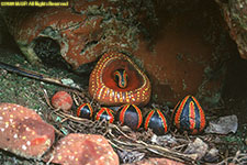 spirit stones