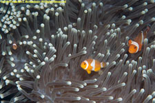 anemone and clownfish