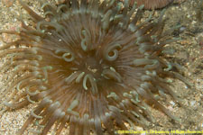 anemone