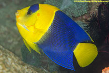 angelfish