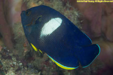 angelfish