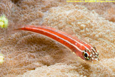 blenny