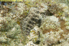 blenny