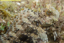 blenny