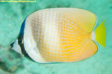 butterflyfish