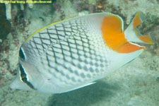 butterflyfish