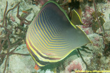 butterflyfish