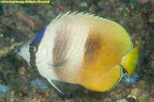 butterflyfish