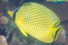 butterflyfish