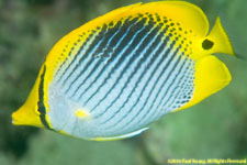 butterflyfish