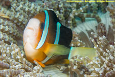 clownfish