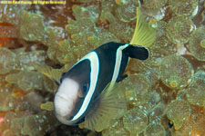 clownfish