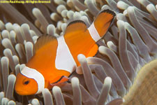 clownfish