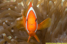 clownfish