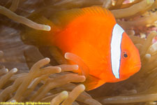 clownfish