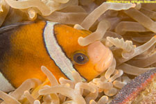 clownfish with eggs