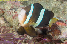 clownfish