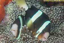 clownfish with eggs