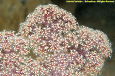 soft coral