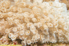 soft coral