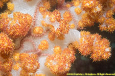 soft coral