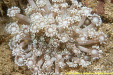 soft coral