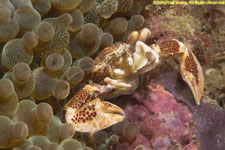 porcelain crab