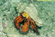 hermit crab