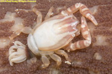 squat lobster