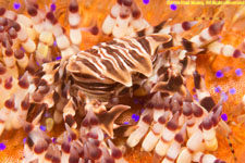 zebra crab