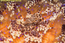 zebra crab