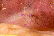 squat lobster