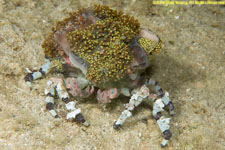 decorator crab