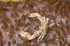 porcelain crab