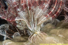 crinoid