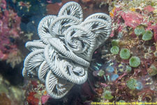 crinoid