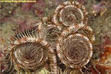 crinoid