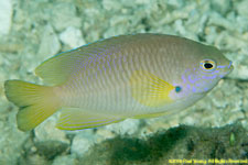 damselfish