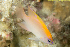 damselfish