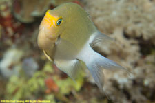 damselfish