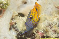 damselfish