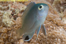 damselfish