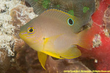 damselfish