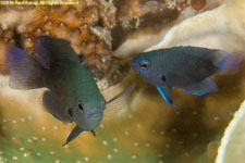 two damselfish