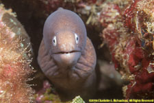 moray eel