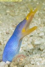 blue ribbon eel