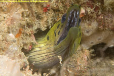 moray eel