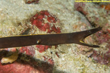 black ribbon eel