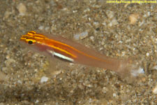 pigmy goby