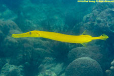 trumpetfish